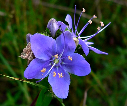 {Hydrolea corymbosa}